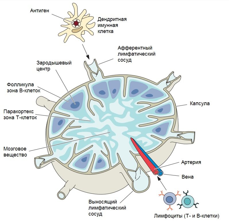 Схема лимфатического узла. Источник: doi:10.1128/9781555818890.ch2.f2.14