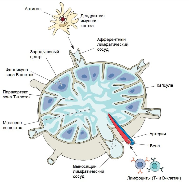 Схема строения лимфатического узла и селезенки