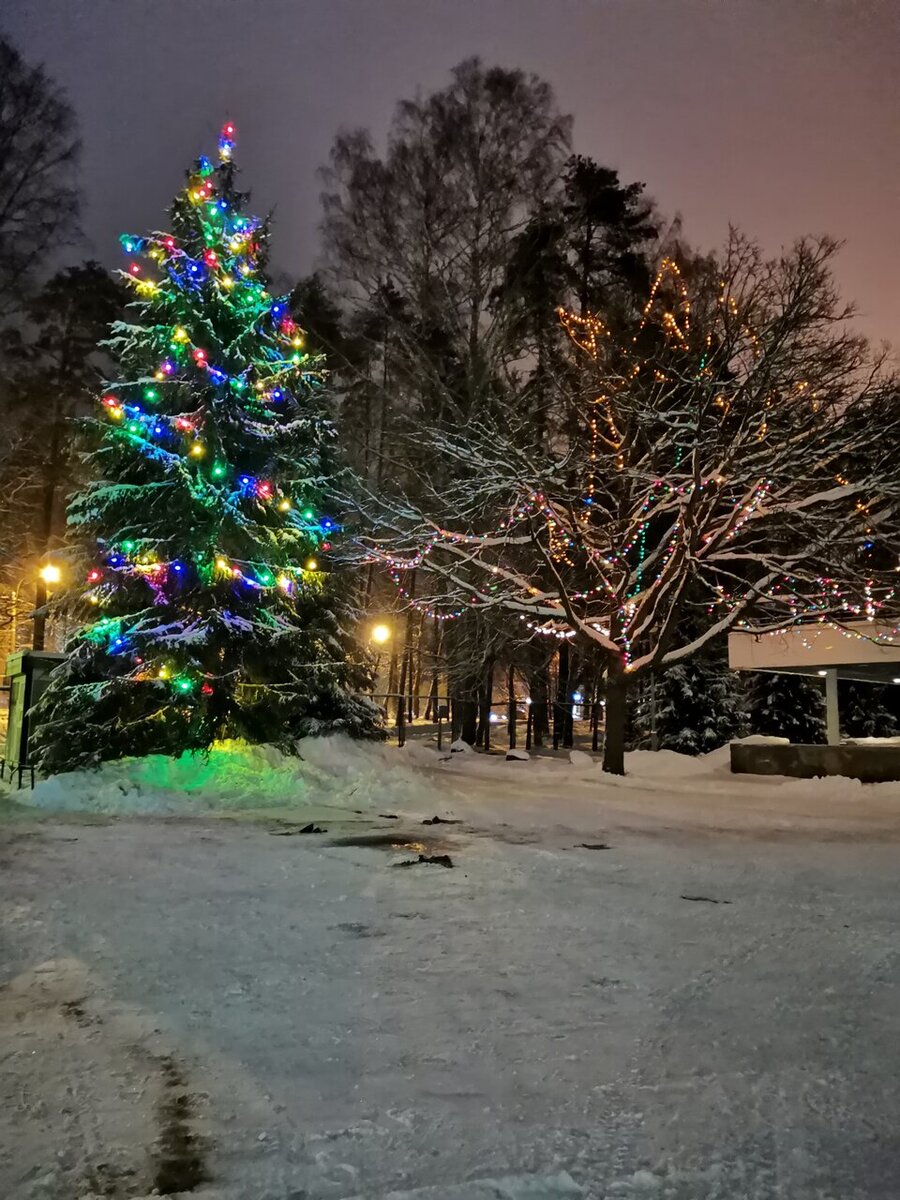 Елка у санатория "Северная Ривьера". Фото: yandex.ru/maps Наташа Вороновалобода