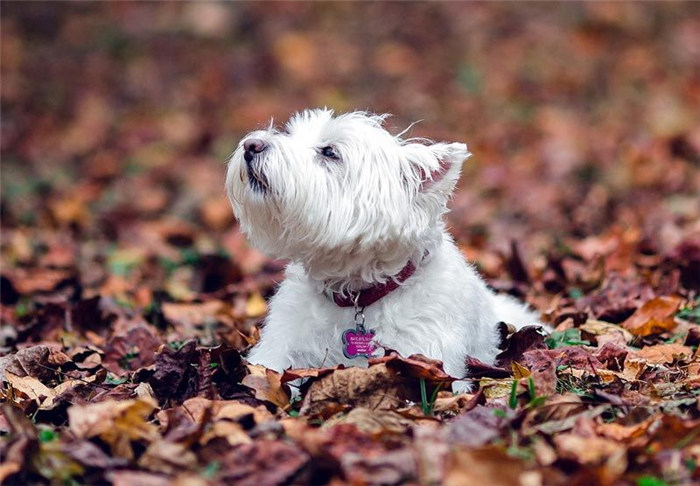 Гипоаллергенные породы собак