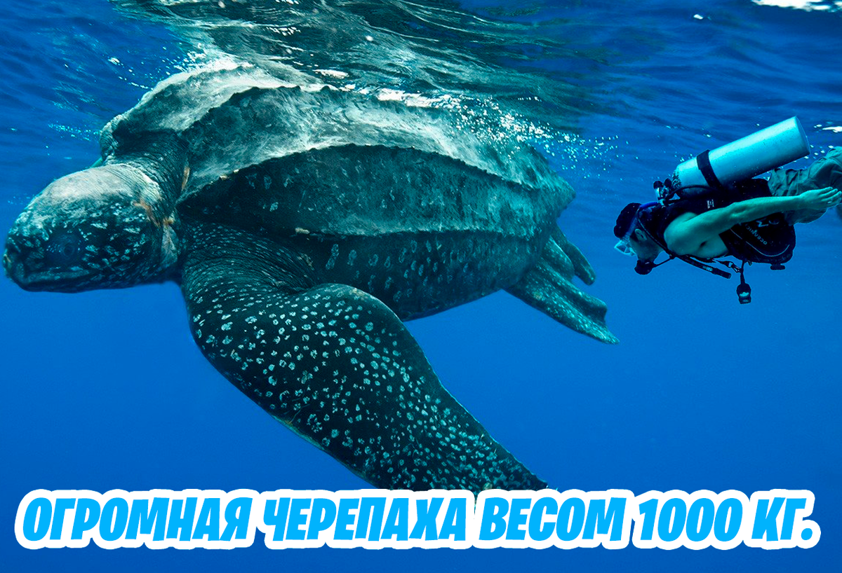 ОГРОМНАЯ ЧЕРЕПАХА ВЕСОМ 1000 КГ