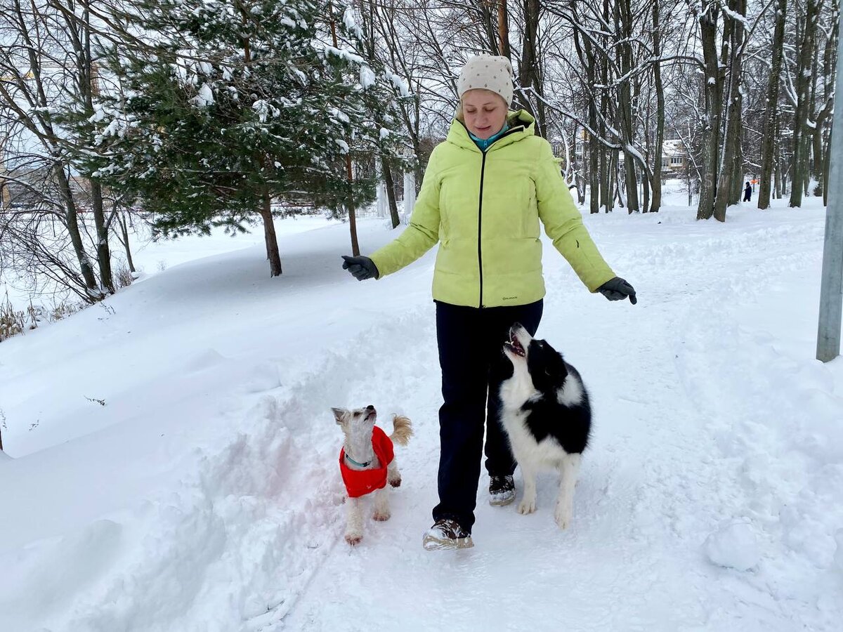 По команде "Рядом" двум собакам слева тесно, поэтому маленькую я веду справа