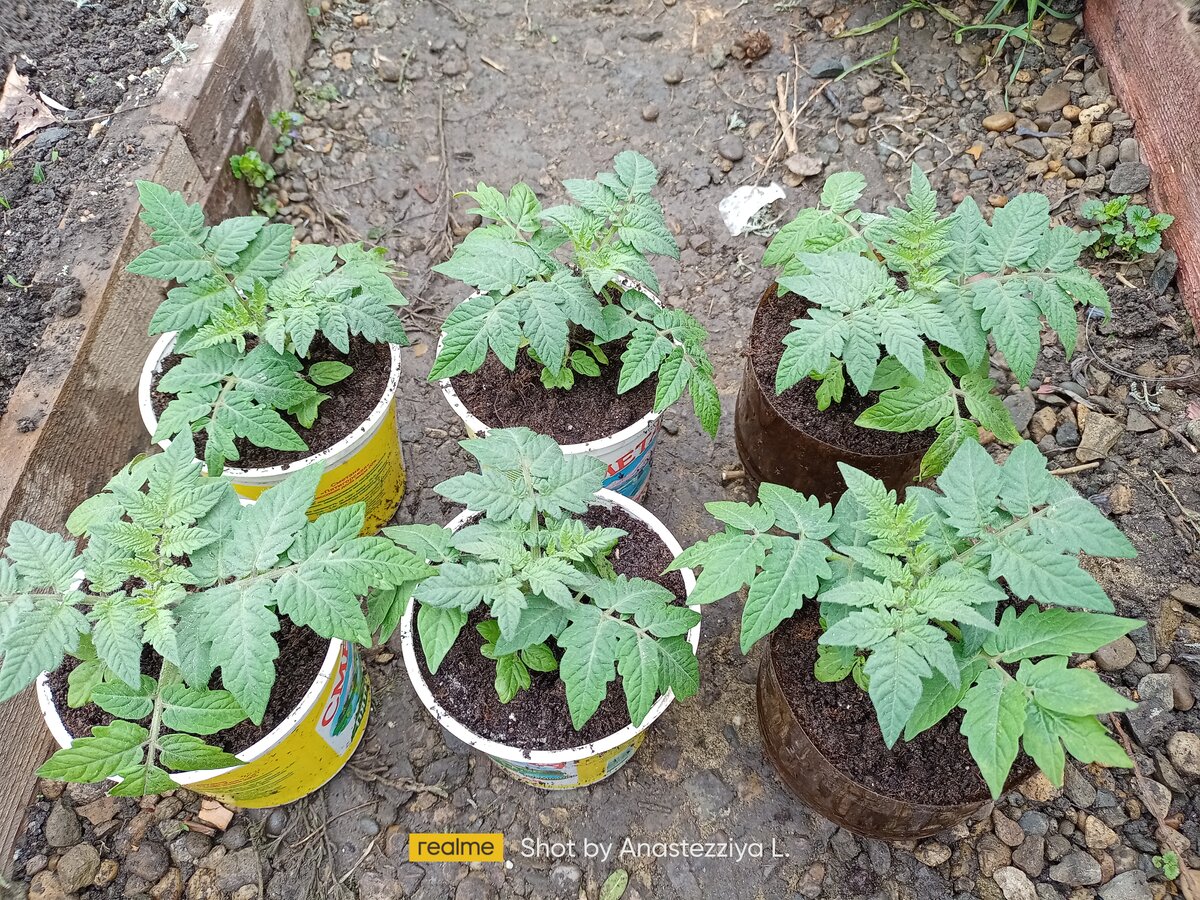 Томатная рассада, личное фото.