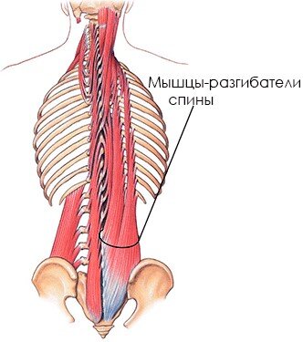 Spinal cord and pelvis . Medically accurate 3D illustration | Спинной мозг, Иллюстрации, Фотографии