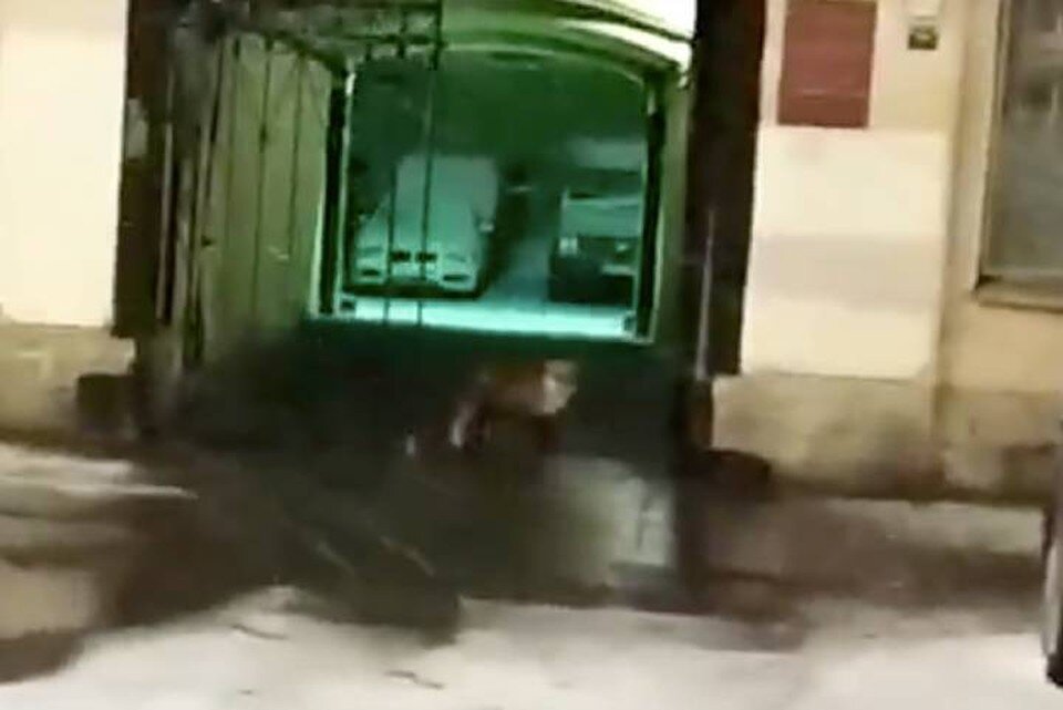     Лиса пробежала по улице Чайковского в центре Петербурга  принтскрин видео.