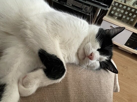     фото: crimea.mk.ru