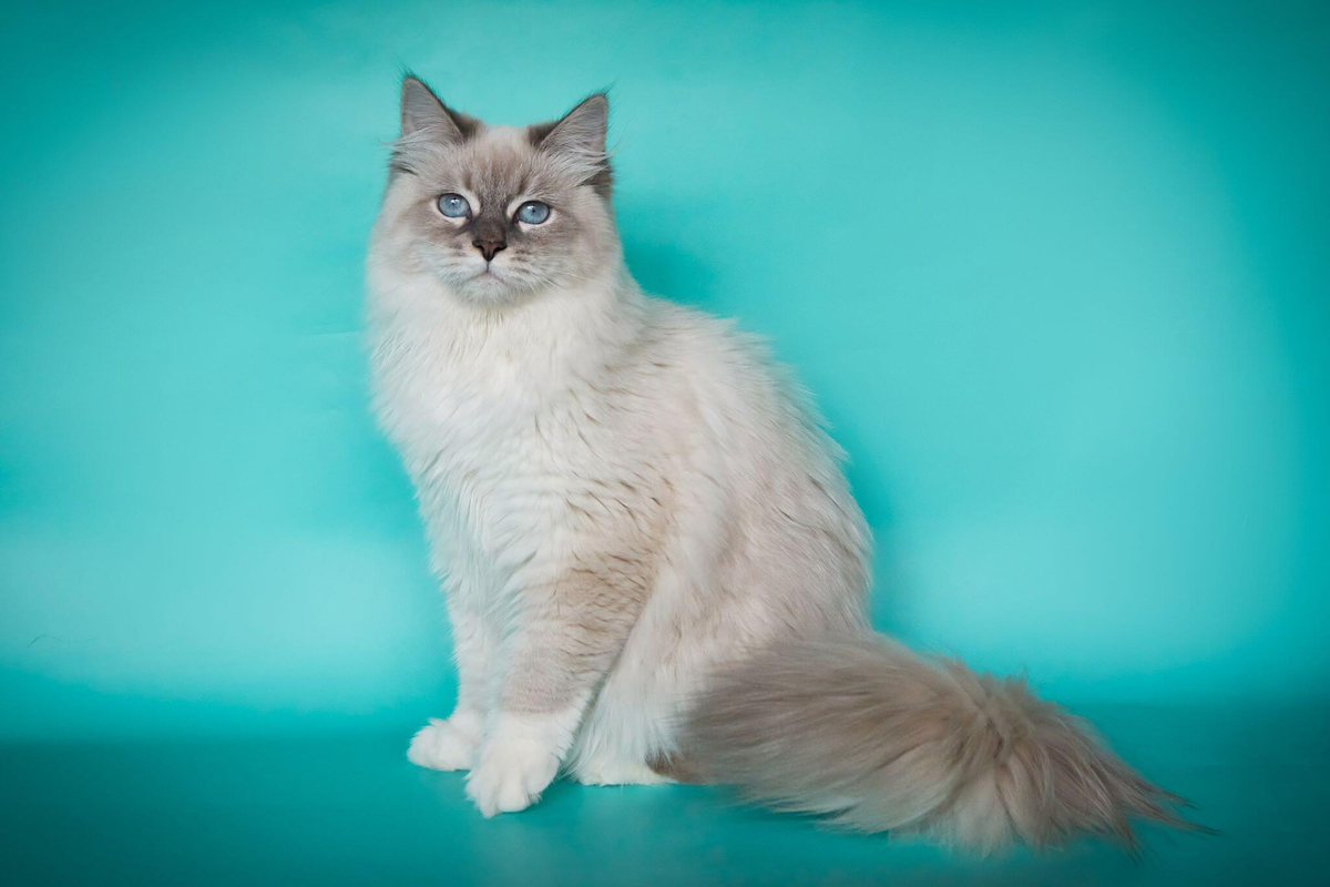 Невская маскарадная кошка — длинношёрстная порода, имеющая пойнтовый окрас.