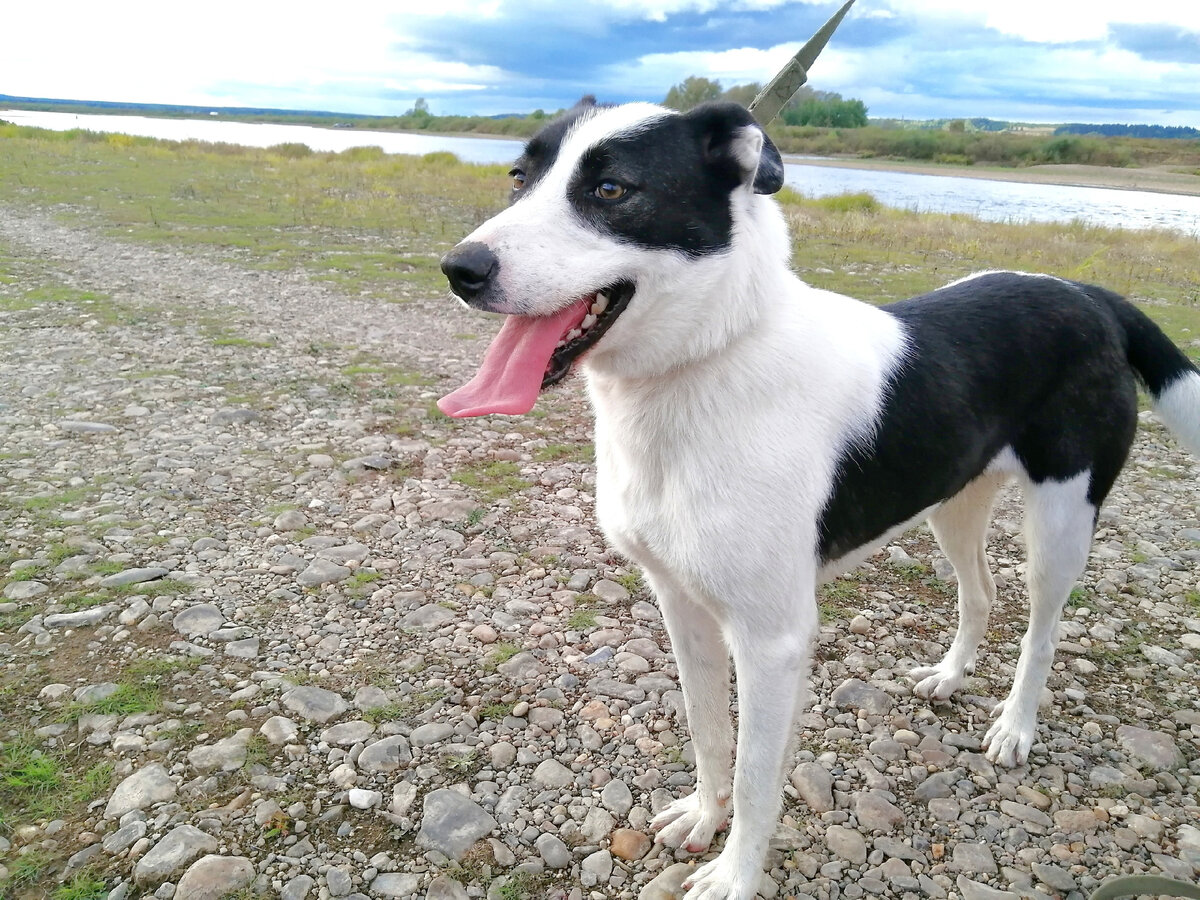 Дочь Легенды. Богиня красоты. Альфа-самка. Собака по имени Афродита ...