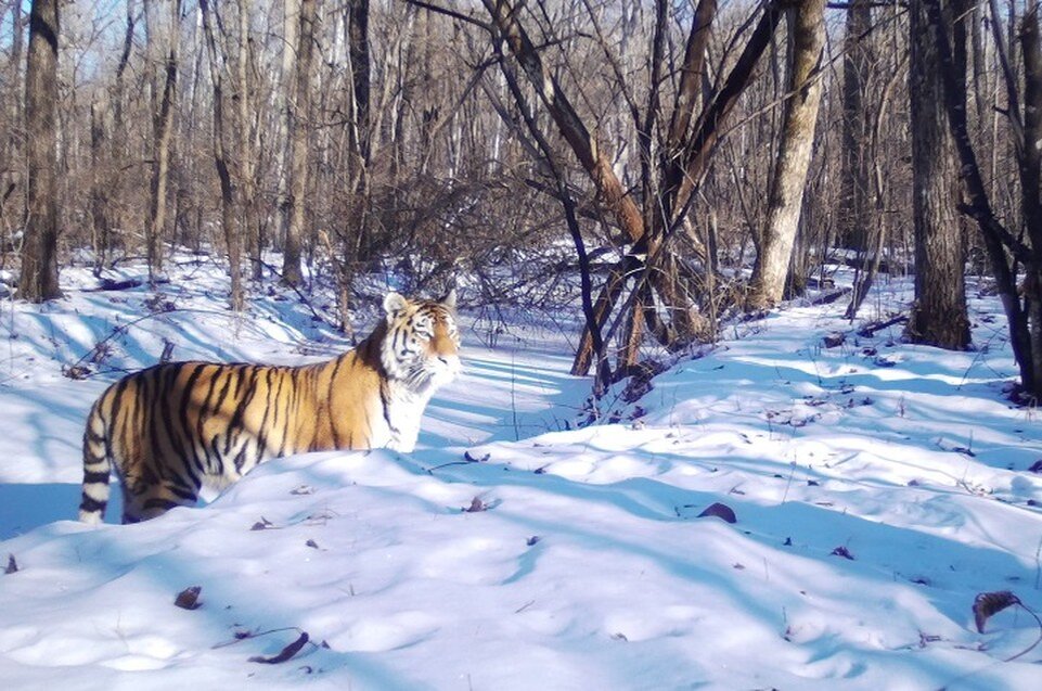     Тигр на прогулке  ФГБУ "Заповедное Приамурье"