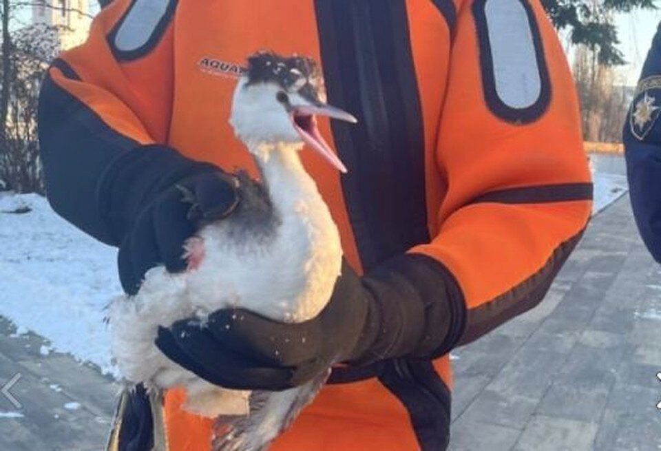     Фото: ГУ МЧС России по Орловской области