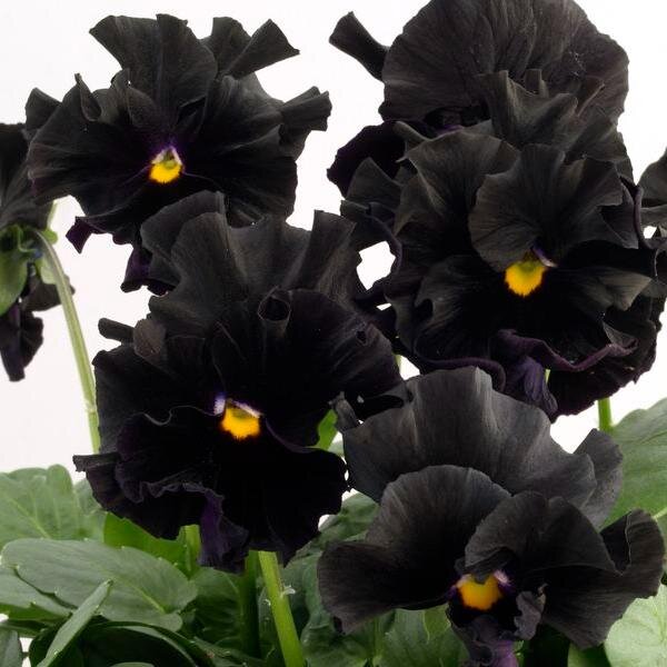 Фото из интернета