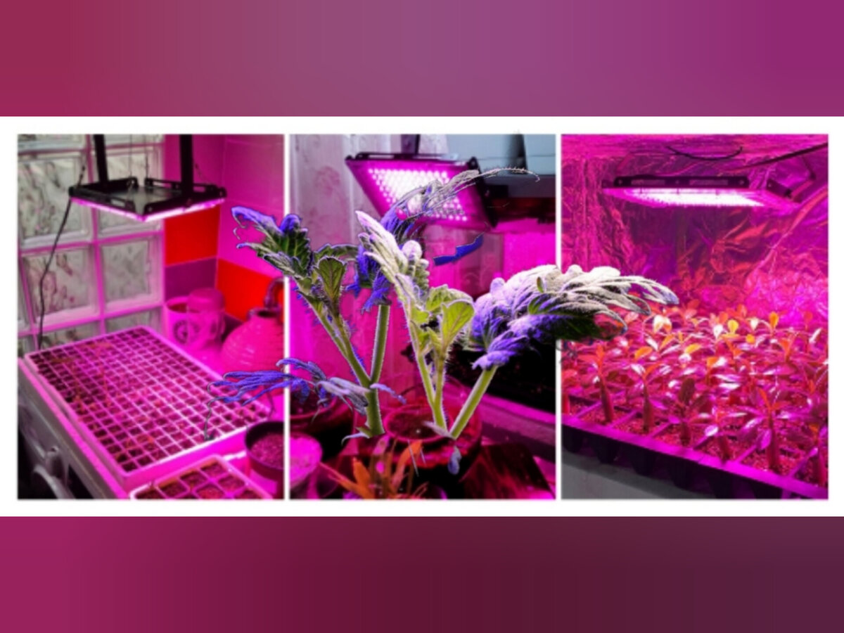 Выбираем фитолампу для выращивания рассады