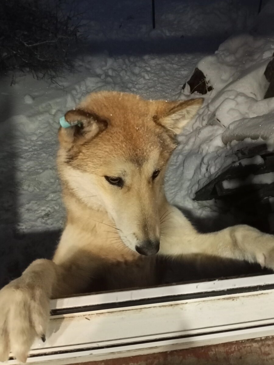 Им нету места среди нас, потому что жнем и ночью трудятся плодильщики из РКФ. Не покупайте,  в нашей стране нет заводчиков. 