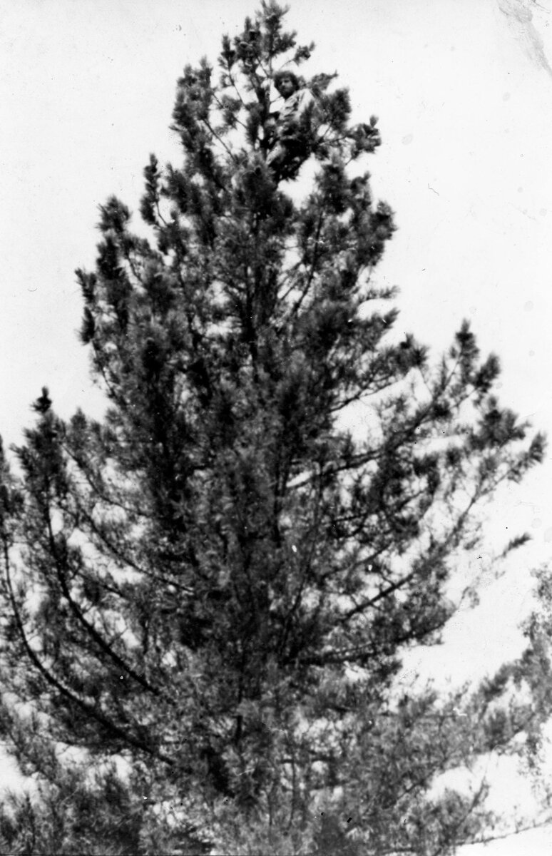 Июль 1982 г. Северо-Восточный Алтай. Я на своем рабочем месте: в кроне кедра. Фотография – советского качества. Поэтому заметить человека не так-то просто. Ищите ближе к вершине. Фото Герхарда Юнга