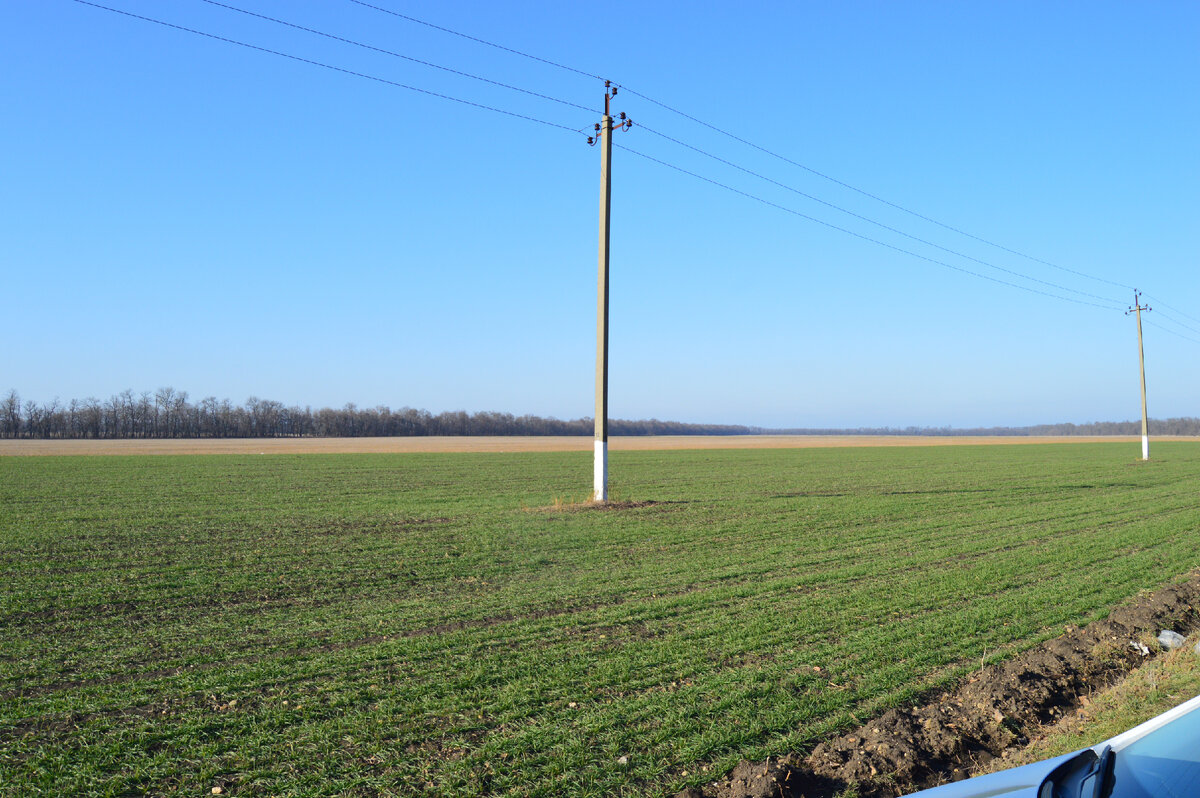 Фото автора. 16.01.2023. Чистое небо над озимым полем.