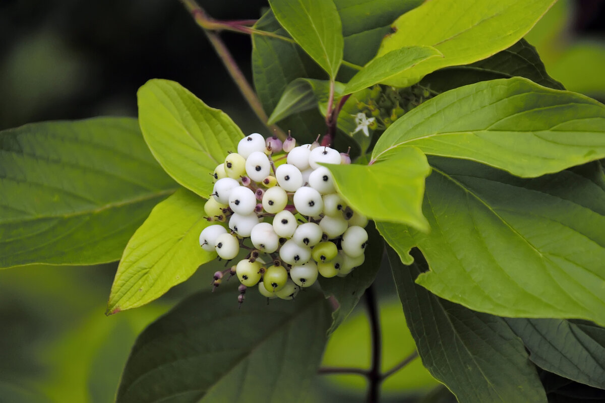    Нередко на дерене белом одновременно можно наблюдать соцветия и плоды