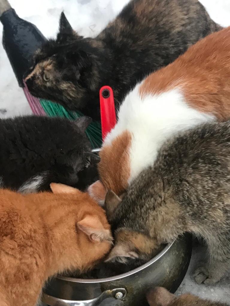 Один за всех и все наелись!