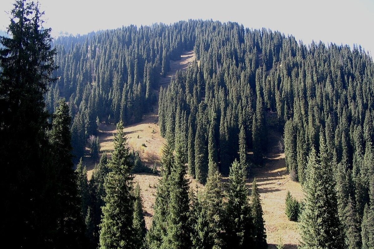     Почему листья у одних растений живут долго, а у других быстро опадают