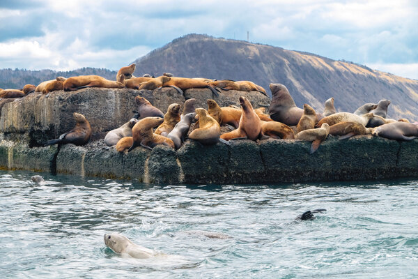 На Сахалине можно увидеть тюленей или заняться зимним сёрфингом. Фото © Shutterstock