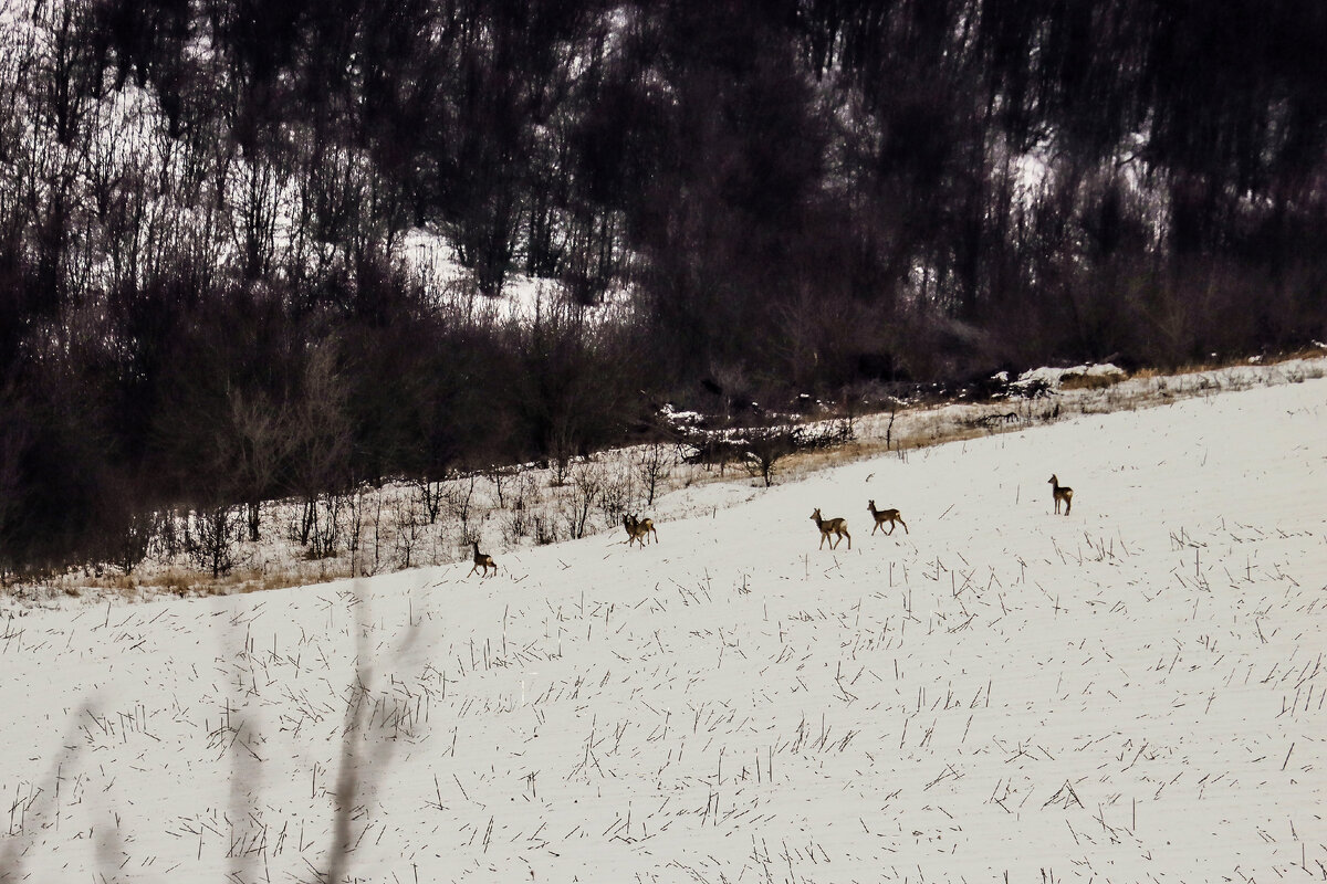 Пугливые животные 