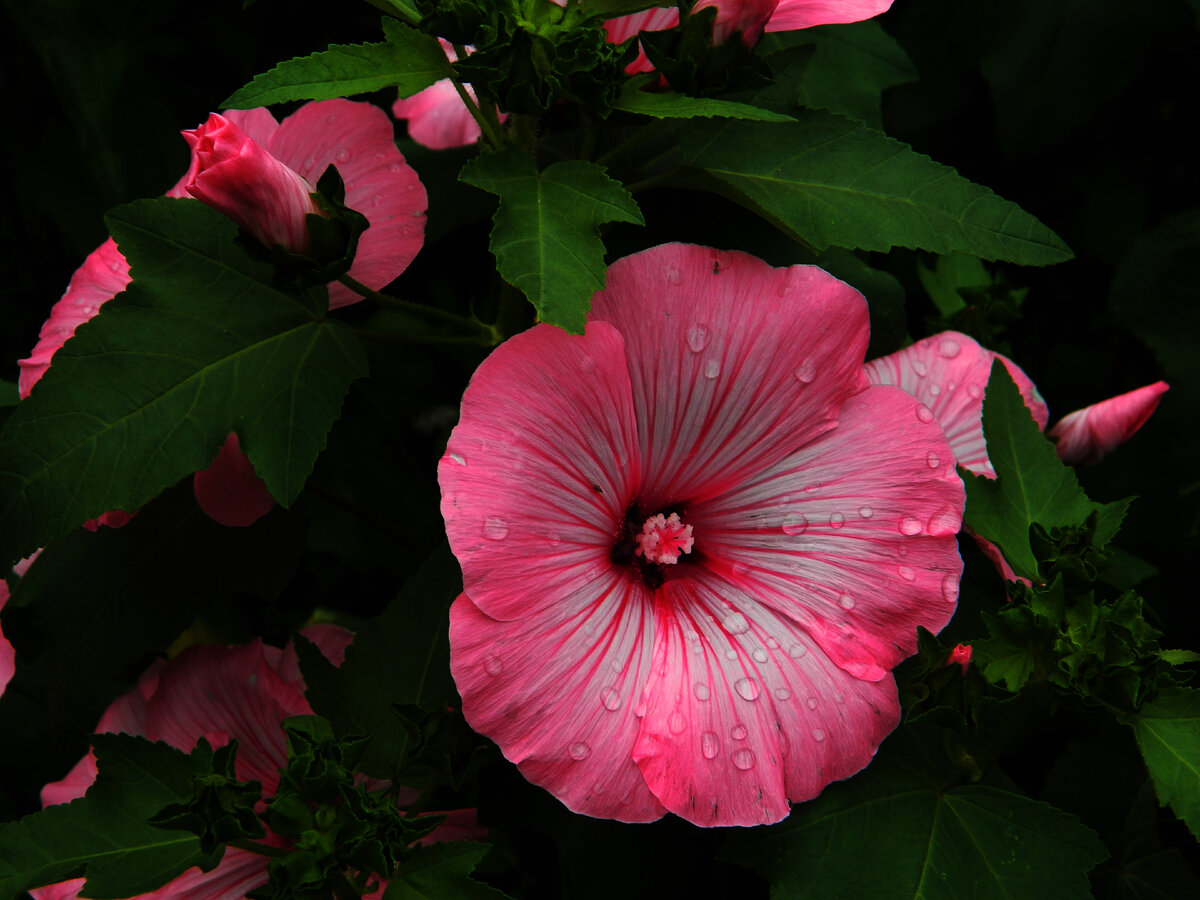 фото автора канала 