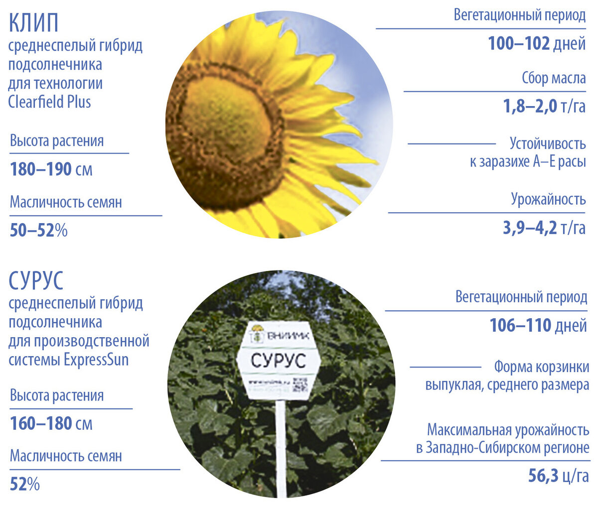 сорт подсолнечника енисей. этикетка подсолнечника гибрид. сорт алтай подсолнечник. характеристики сортов подсолнечника. семена подсолнечника clearfield.