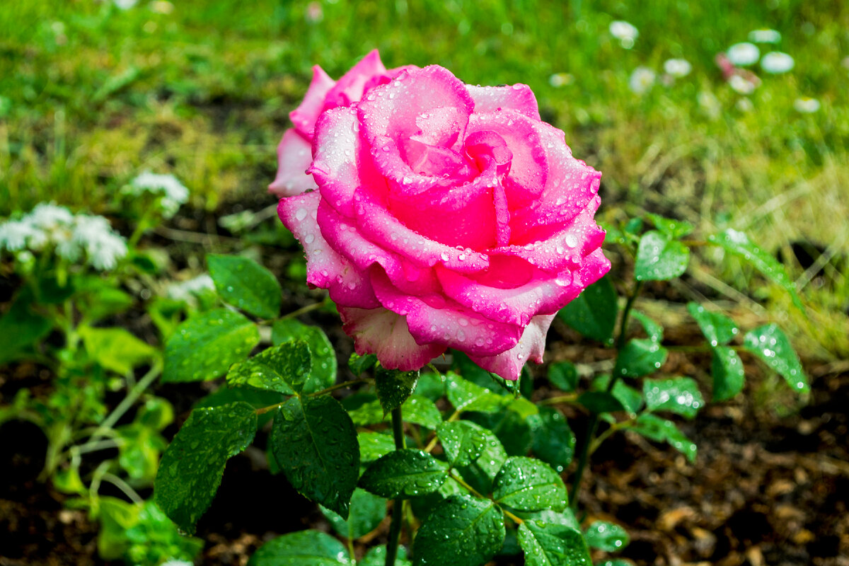 Роза посаженная милой бабушкой соседкой.