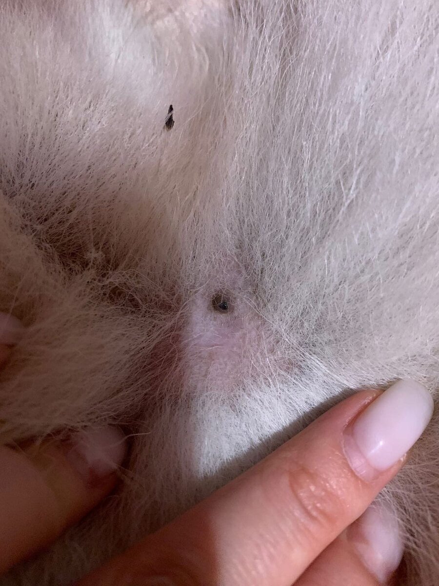 Вот такой черный клещ, представляете 😂