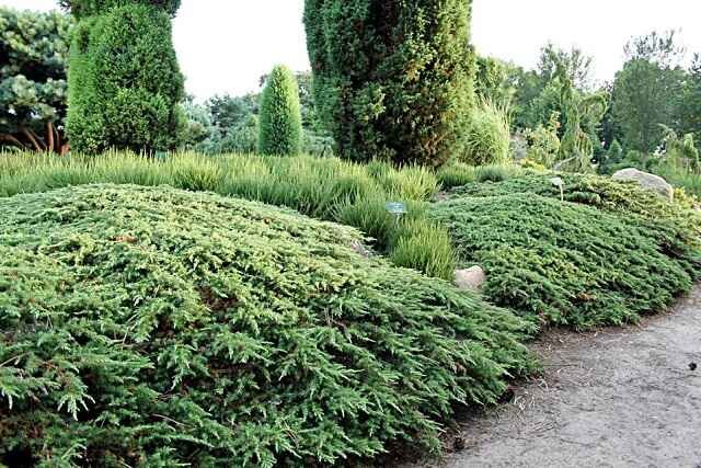 Регионы выращивания