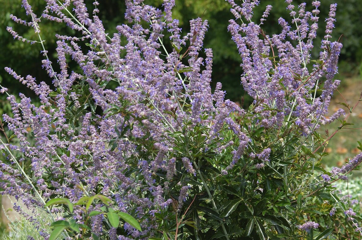    Перовския гибридная в коллекции Никитского ботанического сада (НБС). Фото автора