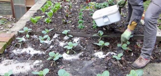    Подкормка древесной золой – каким культурам она нужна, а каким противопоказана