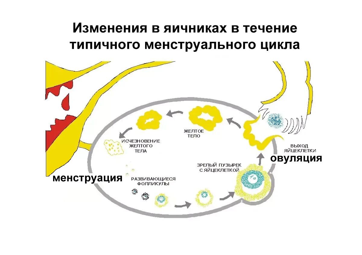 Как выглядят выделения перед менструацией? | АФК