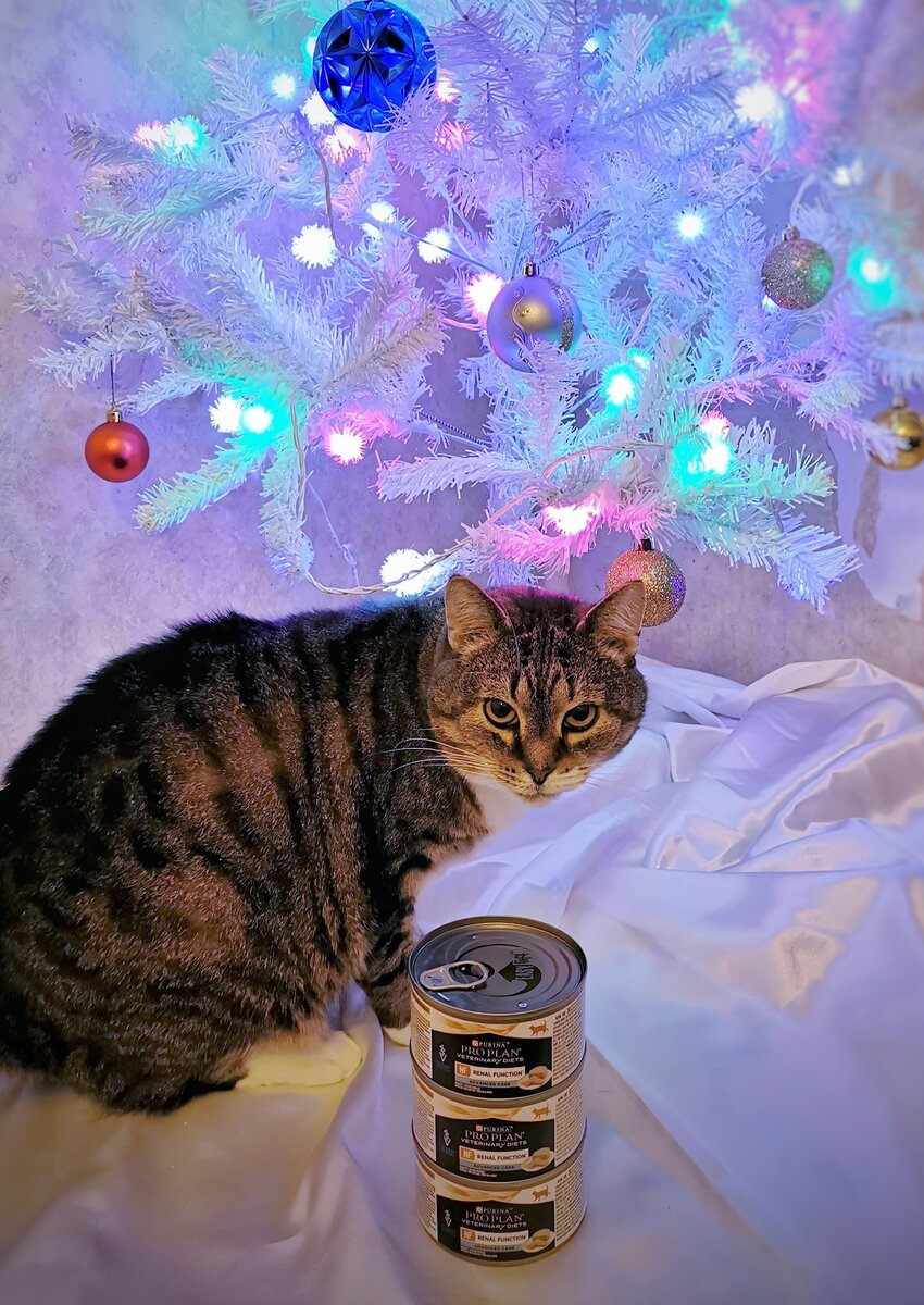 © ВСЕ ОТТЕНКИ КОШАЧЬЕГО. Киля передает муррр за вкусняшки! 💖 Подарок от Елены Н. (заказ №125790). 🎁