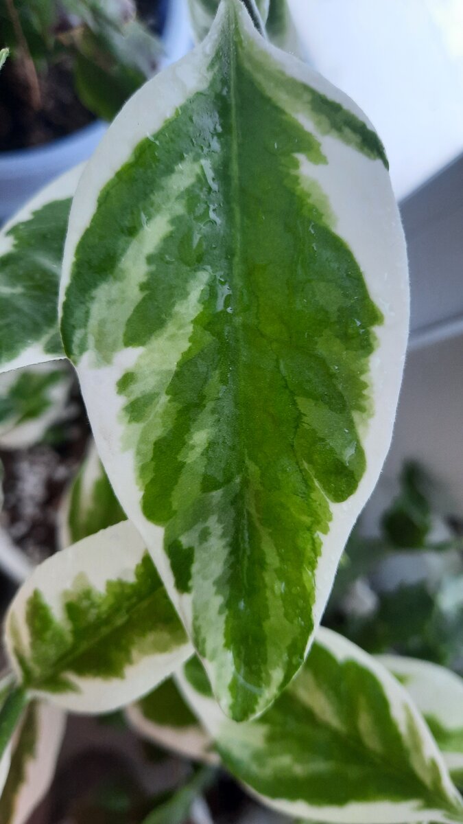 Красивая вариегатность