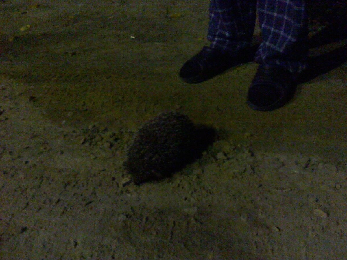 во время прогулок в больничном дворе встретили как-то раз ёжика :)