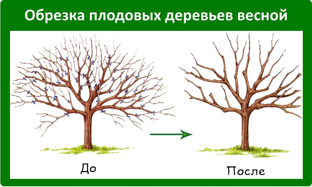 Обрезка. Схема обрезки плодовых деревьев весной. Обрезка плодовых деревьев яблонь. Обрезка плодовых деревьев весной груша. Обрезка деревьев яблони весной.