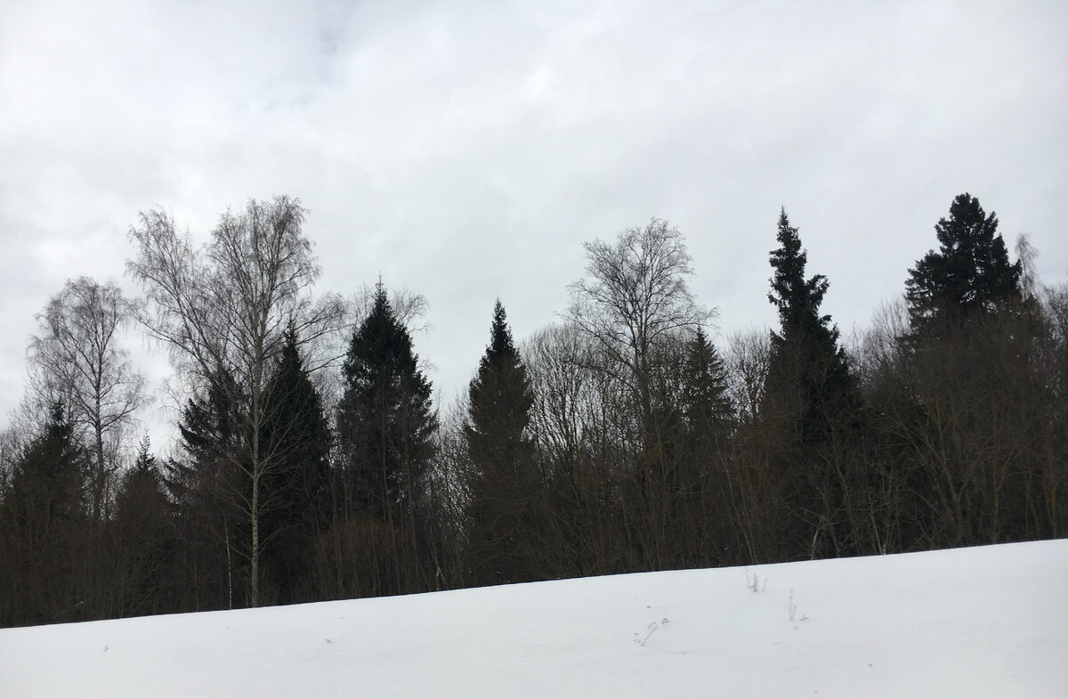 Темные зеленые хвойные леса