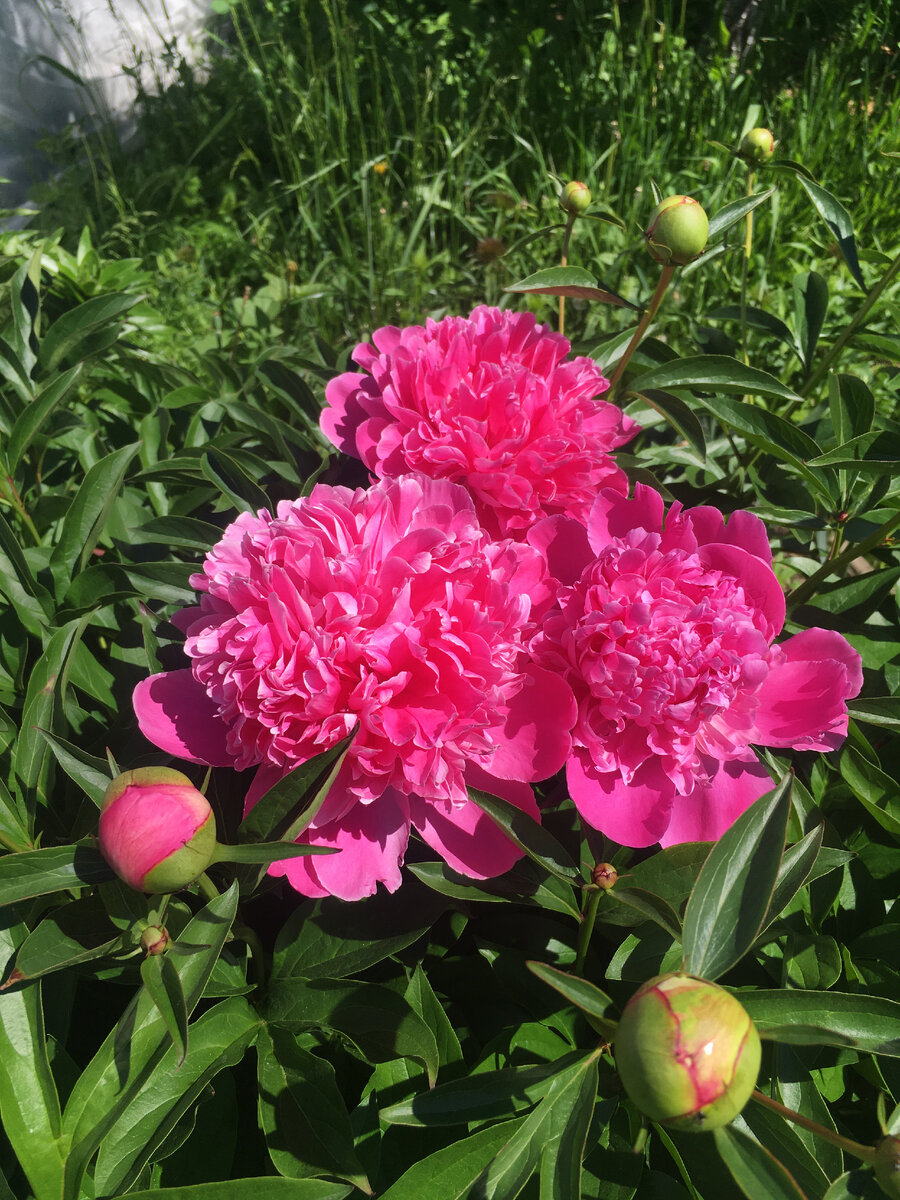 Еще один нежданчик