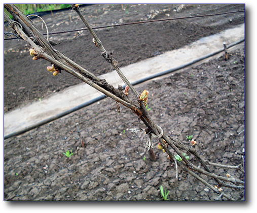 Почки сильно набухли, есть вероятность их потерять.