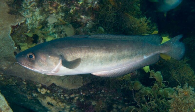 Эта рыба имеет много названий, но чаще всего ее называют «красной» или «розовой» треской из-за того, что на суше рыба меняет свой цвет на алый. Красная треска входит в группу морских хищников и питается рыбой поменьше. Хоку любят за ее нежное мясо и за массу полезных веществ нужных человеку. Розовая треска входит в семейство моровых рыб, а именно в подгруппу трескообразных.

Особенности и внешний вид:
Тело рыбы слегка вытянуто, а на нем находятся много мелких чешуек. Верхняя часть рыбы окрашена серым цветом, но нижняя часть имеет более светло-розовый цвет. Голова чуть придавлена по бокам, а за ней находится небольшое черное пятно в виде точки. Челюсть красной трески можно назвать необычной. Верхняя часть чуть больше и длиннее нижней. На челюстях расположены много маленьких, но острых зубов. Иногда на нижней челюсти можно найти небольшой ус. Максимальная длина Хоки может быть 70 см, при среднем весе 1,5-2 кг, но бывали случаи, когда находили рыбу до 90 кг. 
Где обитает:
Розовую треску чаще находят на юго-западе Тихого океана, а точнее в водных местностях Австралии, Тасмании и Новой Зеландии. Большую часть времени находится в дали от берега и подплывает только за едой. 

Размножение:
Такие виды рыб плодятся в местах, где протекает большая доля их жизни. Но перед процессом, хока плывет ближе к берегу и выбирает место на глубине 50-70 м. Этот период обычно происходит в мае или в июне. Когда мальки уже родились, они начинают питаться одноклеточными организмами, чаще всего это планктон. Постепенно мальки переходят на живые организмы, а потом и на рыбу.

Добыча:
Так как красная треска очень вкусная и востребованная, каждый год добывается до 7 тысяч тонн этой рыбы. Главным источником трески является Новая Зеландия и Австралия. 

Интересные факты:
Самый главный отличительный знак рыбы хока это черное пятно на голове;
Рыба меняет свой окрас, когда она находится на суше,
Почти везде красная треска очень ценится, а блюдо, где основой является эта рыба, считается деликатесом;
В составе хоки находится нужное количество йода, которое не вредит организму, а наоборот укрепляет его;
Хоть красную треску относят к трескообазным рыбам, рыба хока имеет мало общего с треской, а если быть точнее не имеет ничего общего с треской.
Полезные признаки рыбы
Ускорение биохимических процессов;
Улучшение состояния нервной системы;
Ускорение обмена веществ;
Налаживание работы мозга и щитовидной железы.
Мясо розовой тряски очень питательное и полезное, в нем очень мало костей, поэтому красную треску можно подавать детям. Рекомендуется есть блюдо с рыбой минимум 1 раз в неделю.