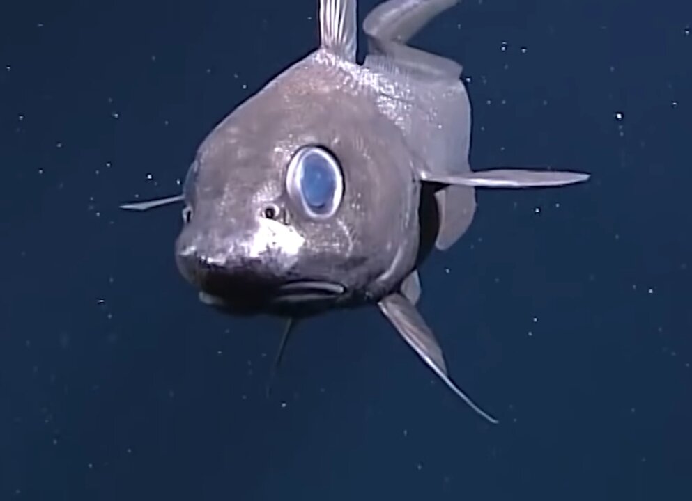 Рыба гренадер