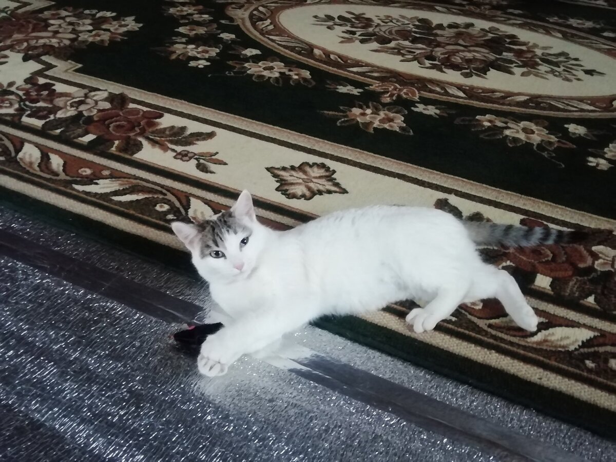 Такая Муся была еще в ноябре