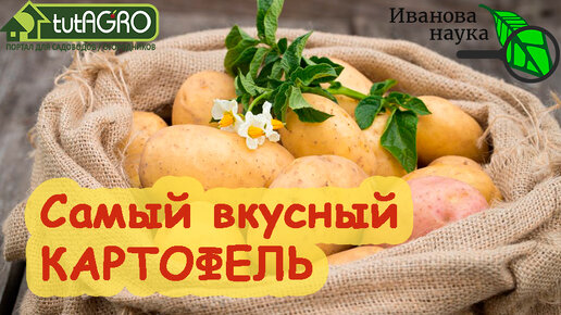 下载视频: НАЗВАН САМЫЙ ВКУСНЫЙ СОРТ КАРТОФЕЛЯ! Этот картофель - вне конкуренции. Очень вкусный и урожайный!