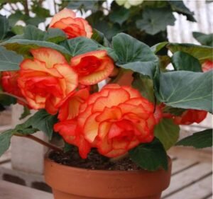 Бегония Лученец описание сорта характеристики особенности посадки и выращивания отзывы