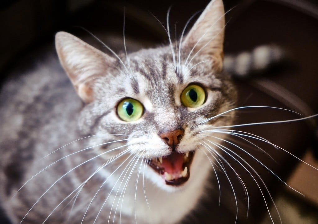 Фото: Shutterstock