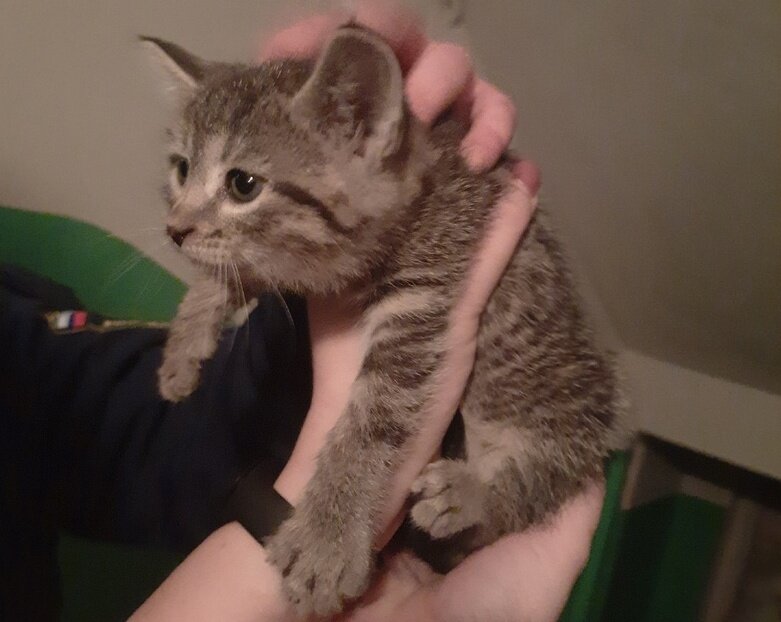    Фото из группы МСО РязГМУ "Salus" им. В.И. Васильева ВКонтакте