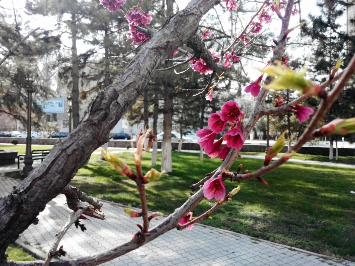 Узбекистан Весна Ташкент