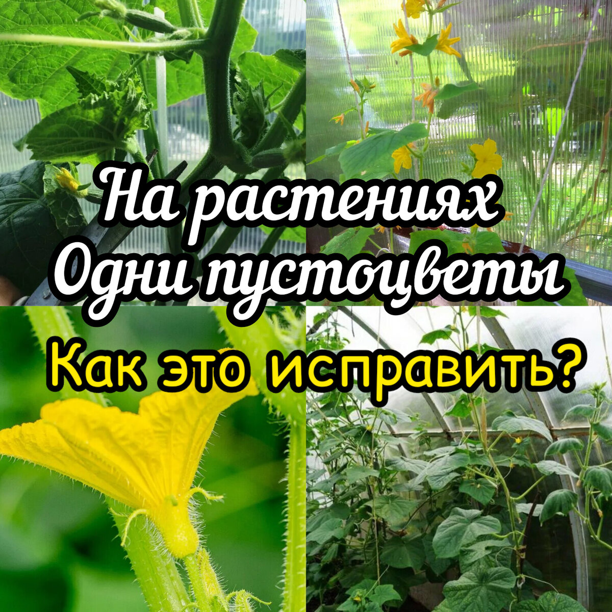 Пустоцвет у огурцов что делать. Выращивание огурцов в бочке. Медовая подкормка для огурцов. Подкормка огурцов в открытом грунте. ПУСТОЦВЕТ цветок.