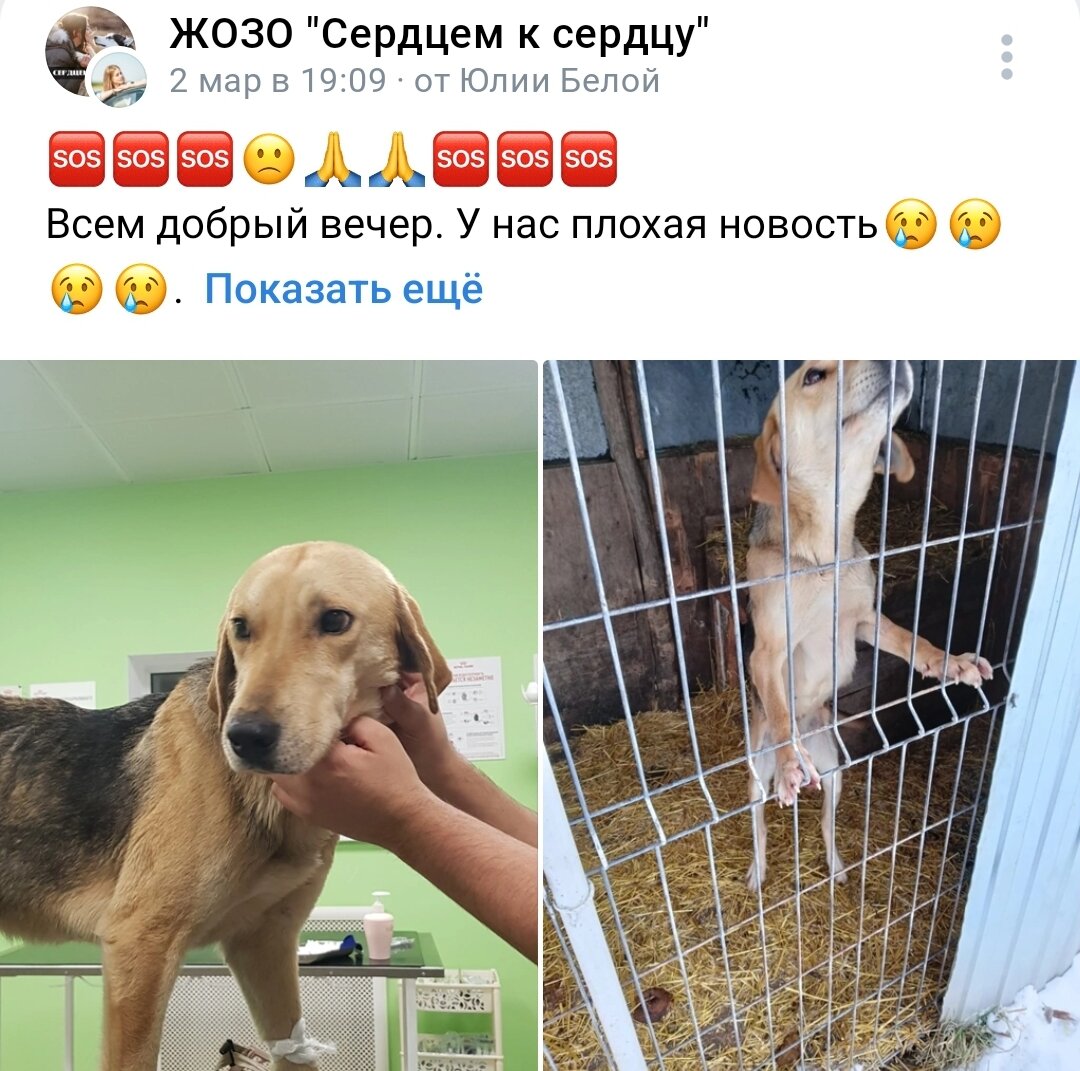Отказались от собаки. Снова пост-надежда.