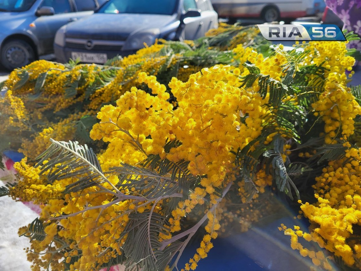  📷    Тюльпаны и мимозы. Сколько стоит порадовать женщину на 8 марта? Марина Шарт